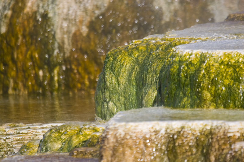 Detail Of New Blue Spring